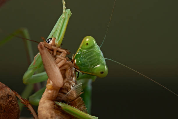 istock Praying mantis on a green background. The insect hunts 2168390560