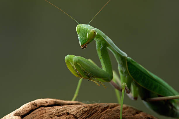 istock Praying mantis on a green background. The insect hunts 2168390567