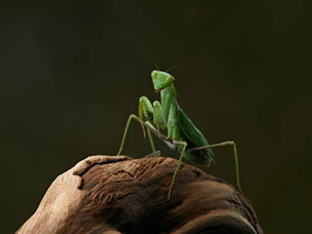 istock Praying mantis on a green background. The insect hunts 2168390568