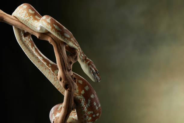 144,700+ Python Snake Wrapped Close Up Around A Branch Stock Photos ...