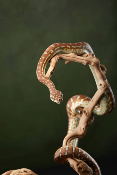 Python Attack Posture 1,100+ Biology 2025 Images Stock Photos, Pictures & Royalty-Free Images ...