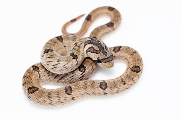 istock Close-up shot full body isolated in white background. 2168391066