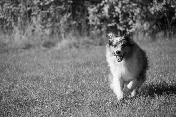 istock Australian shepherd dog running towards the camera with copy space 2168391885