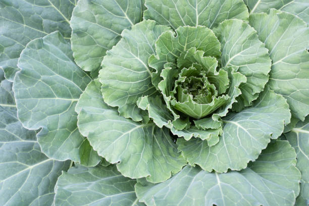 istock Background from a head of growing cabbage, top view. Green cabbage-head for publication, poster, calendar, post, screensaver, wallpaper, cover, website. High quality photo 2168392954