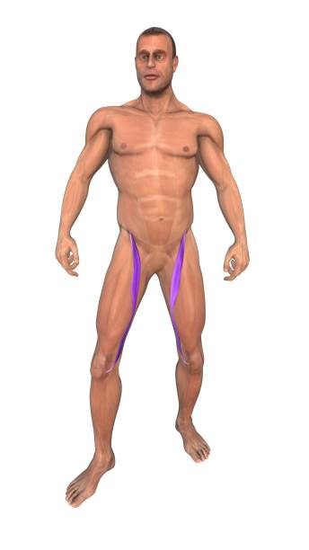 istock The human muscular system highlight Sartorius muscles 2168394187