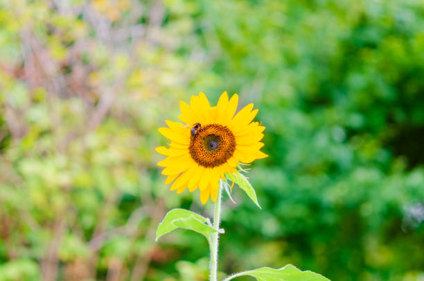 A single, bright yellow sunflower stands tall against a blurred green background, with a bee actively pollinating the flower's center. The vivid colors and detailed close-up capture the essence of summer, highlighting the sunflower's striking petals and the bee's important role in nature.