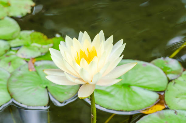 istock Tranquil Water Lily on a Calm Pond 2168394505