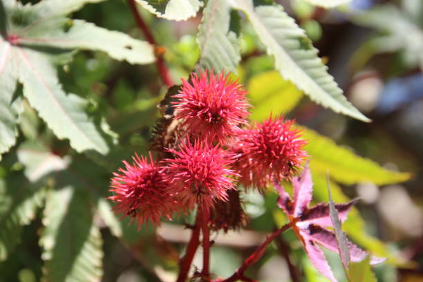 istock annatto fruit plant - Bixa orellana 2168394913