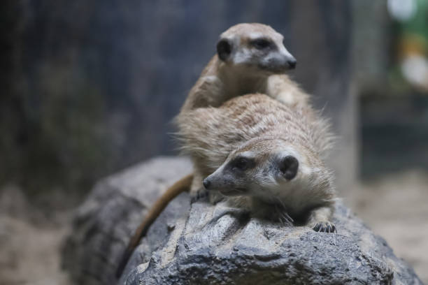 istock The meerkat is stay with group and rest 2168395124