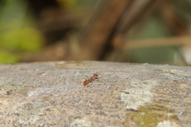 Close up red ant on tree in nature background at thailand