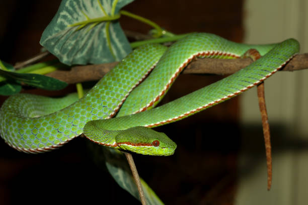istock The pope green pit viper snake in forest 2168397264