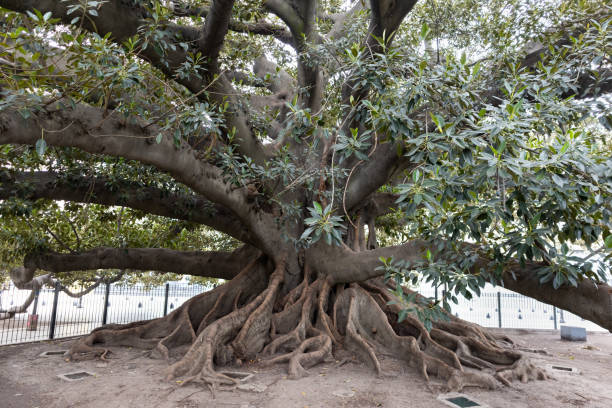 istock Massive Gomero Tree at Plaza Lavalle in Buenos Aires 2168399997
