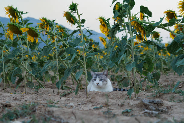 Kitten resting in sunflower field with relaxed look, Agres, Spain