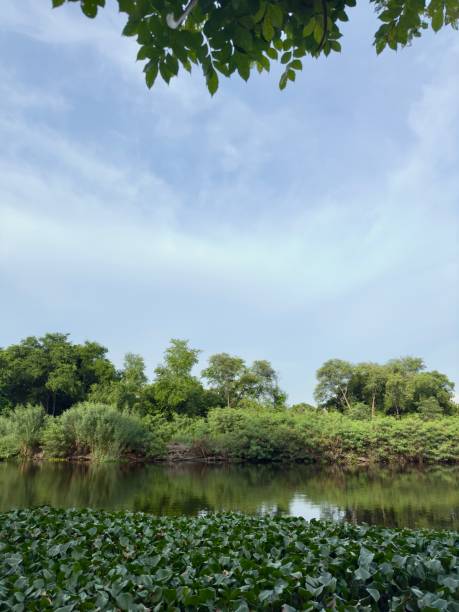Serene Pondside: A tranquil pond nestled amidst lush greenery, framed by a canopy of leaves, evokes a sense of peace and tranquility. The sky, a canvas of soft blue, is dotted with wispy clouds, addin sereno estanque: un tranquilo estanque ubicado en medio de una exuberante vegetación, enmarcado por un dosel de hojas, evoca una sensación de paz y tranquilidad. el cielo, un lienzo de azul suave, está salpicado de nubes tenues, añadiendo