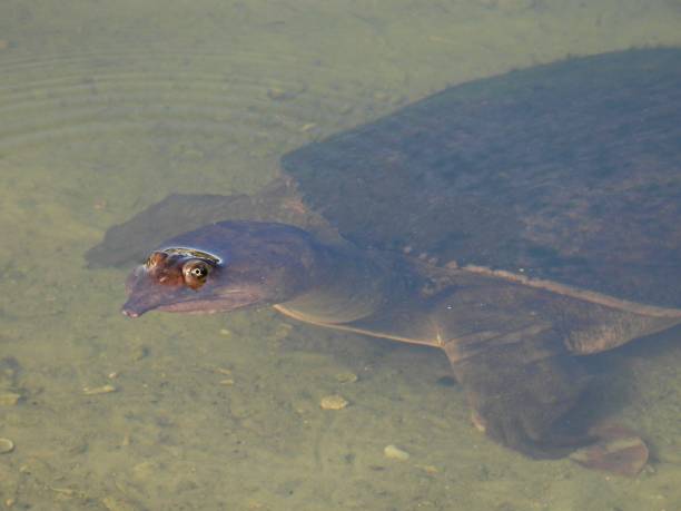 istock Florida Softshell Turtle (Apalone ferox) - eyes above lake water 2168403763