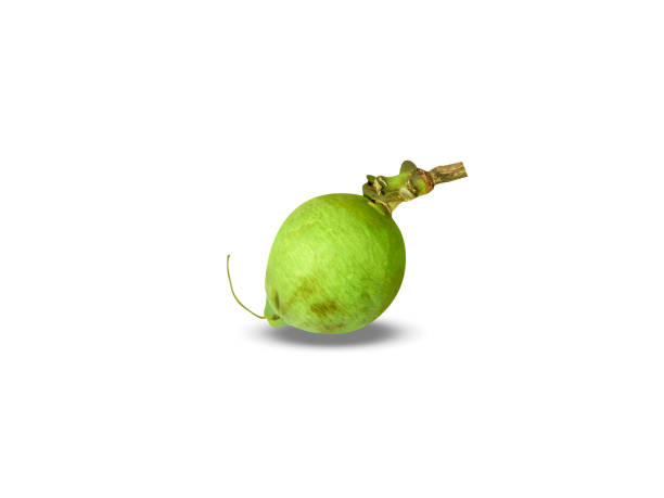 istock Careya arborea fruits 2168404313