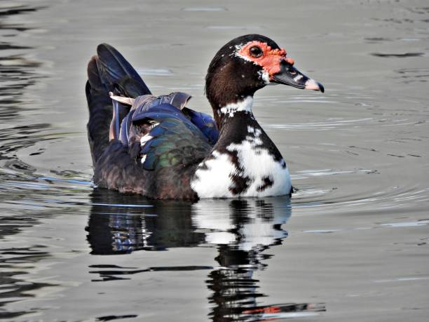 istock Muscovy Duck (Cairina moschata) - swimming in a lake 2168404947