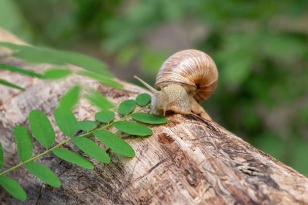 Large grape snail crawling on an old tree.On a defocused background.