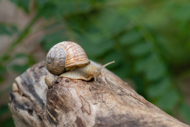 istock Grape snail in its natural habitat. 2168405313