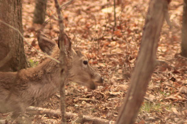 Doe deer laying down on the forest floor by a tree