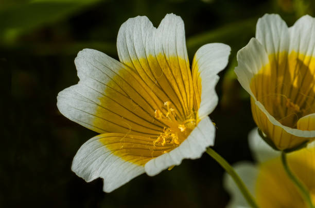 Limnanthes douglasii is a species of annual flowering plant in the family Limnanthaceae known as Douglas' meadowfoam or poached egg plant. It is native to California and Oregon, where it grows in wet, grassy habitat, such as vernal pools and spring meadows. Crane Creek Regional Park, Sonoma County, California. limnanthes douglasii es una especie de planta con flores anuales de la familia limnanthaceae conocida como espuma de la pradera de douglas o berenjena escalfada. es originaria de california y oregón, donde crece en hábitats húmedos y herbáceos, como ch