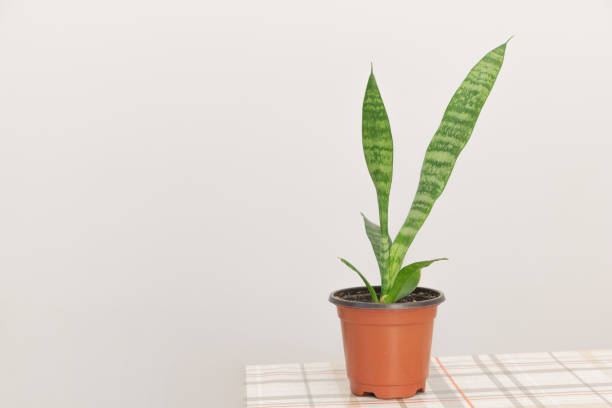 istock A small snake plant in an orange pot on a table, against a white wall background 2168410474
