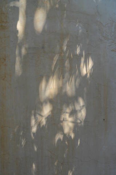 istock Tropical palm tree in sunlight with leaf shadow on blank beige brown cement texture wall for luxury beauty 2168411112