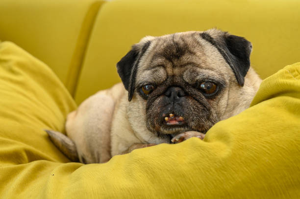 istock old pug lies on a yellow pillow portrait 2168411154