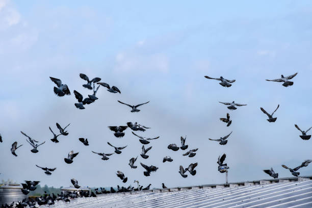 istock Dirty solar rooftop from birds 2168411651