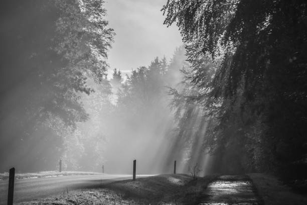 View of a road with sunrays cutting through the mist, and creating beautiful trees shadows textures on the ground.