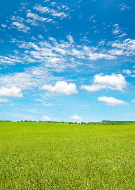 istock Young wheat stalks in summer field and blue sky. 2168413858
