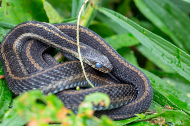 istock An eastern garter snake about to shed its skin. 2168416947