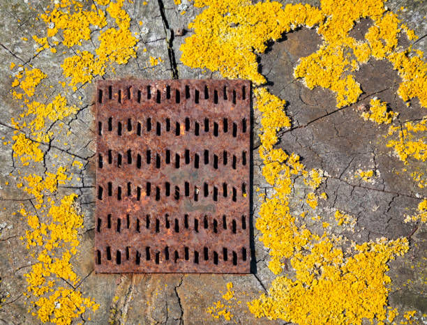 Cracked wooden surface with inset rusty grating and coated with patches of yellow lichen.