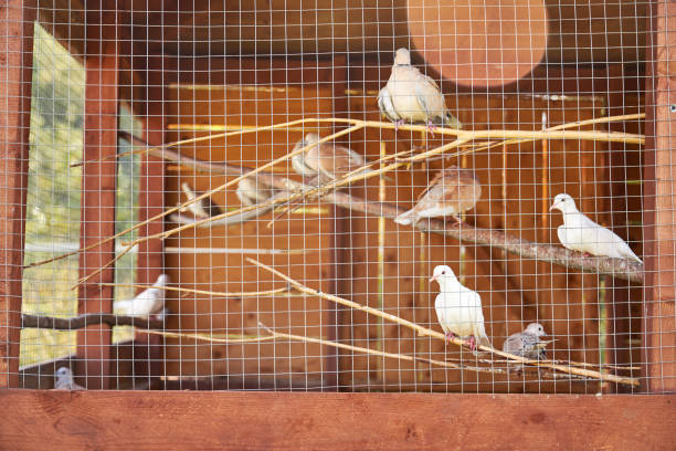 a wooden barn with white doves in it