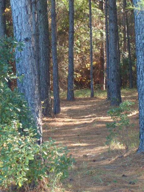 istock Rural Landscape Around Valdosta Ga 2168419293