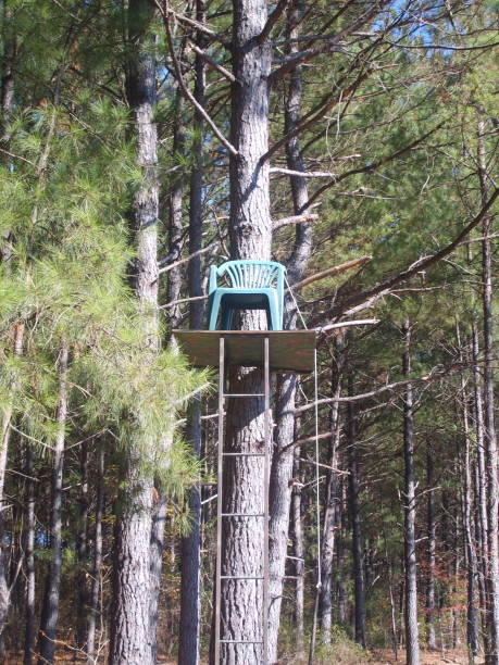 Rural landscape in the woods of valdosta GA.