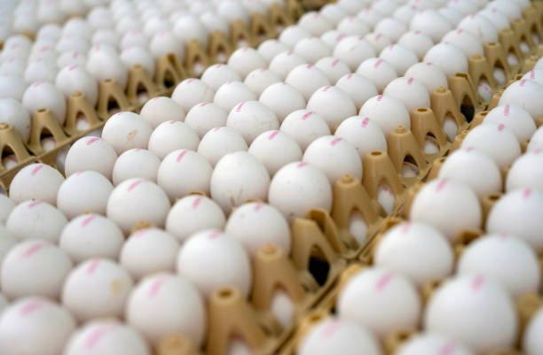 istock many dutch organic eggs in crates 2168419608