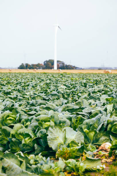 Cabbage field in Ditmarschen, Germany, with wind turbine in background.