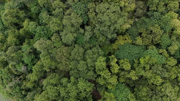 istock Aerial view the Tropical forest Healthy environment green tone 2168421214