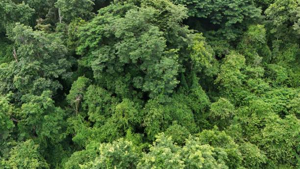 istock Aerial view the Tropical forest Healthy environment green tone 2168421230