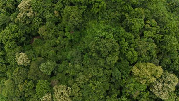 istock Aerial view the Tropical forest Healthy environment green tone 2168421348