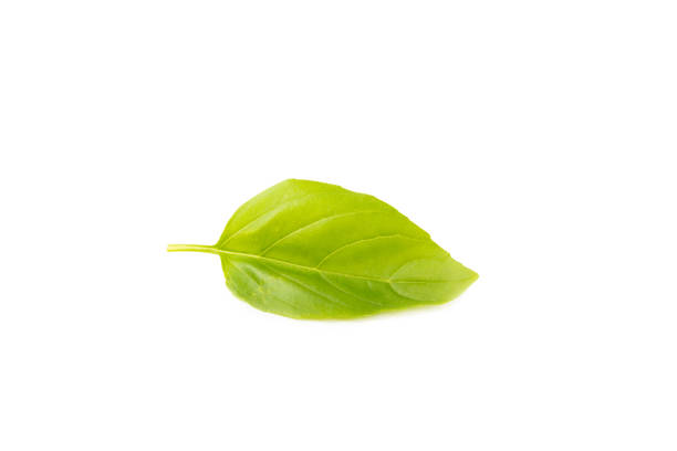 Basil plant on a kitchen window sill