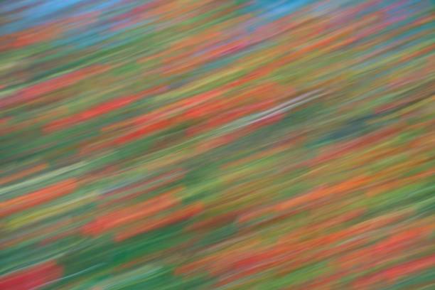 Ripe rose hips on a bush. Blurred photography. Abstract background.