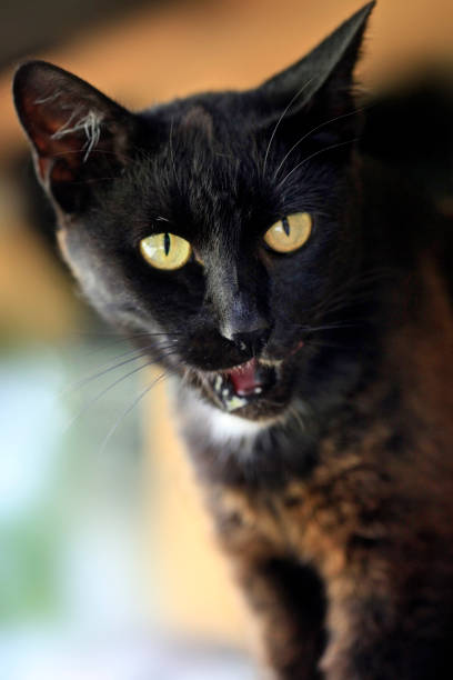istock Portrait of wild black cat 2168428022