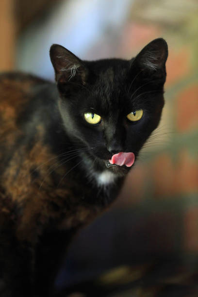 istock Portrait of wild black cat 2168428031