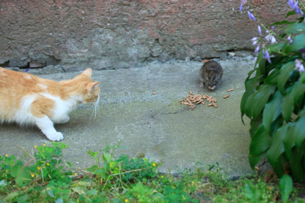 Grey rat eating cat food