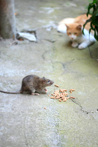 istock Grey rat eating cat food 2168428242