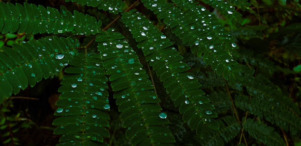 istock Mimosa Tree in a Summer Garden 2168430248