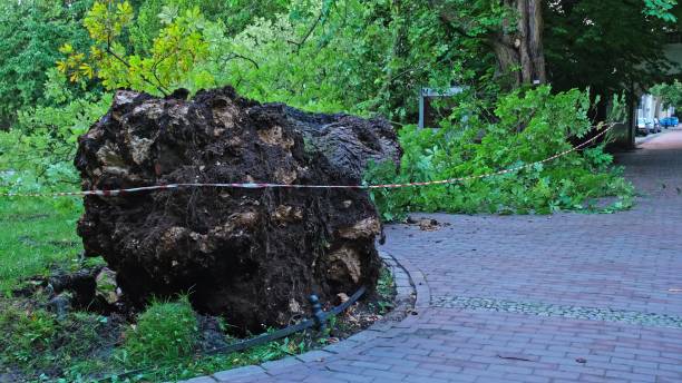 istock Fallen Tree Ripped with Roots From Ground in City Park by Strong Hurricane Wind Severe Weather Phenomenon 2168431995