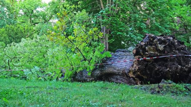 istock Fallen Tree Ripped with Roots From Ground in City Park by Strong Hurricane Wind Severe Weather Phenomenon 2168432002